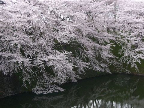 山形霞城公園の桜[1].JPG